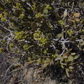 Simmondsia-chinensis-jojoba-with-staminate-flowers-Joshua-Tree-NP-2016-03-04-IMG 6536