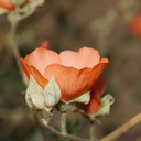 Sphaeralcea-ambigua-desert-apricot-mallow-Porcupine-Wash-Pinto-Basin-Rd-Joshua-Tree-NP-2018-03-15-IMG 4066