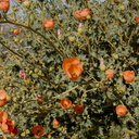 Sphaeralcea-ambigua-desert-apricot-mallow-Porcupine-Wash-Pinto-Basin-Rd-Joshua-Tree-NP-2018-03-15-IMG 7590