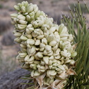 Yucca-brevifolia-Joshua-tree-inflorescence-Barker-Dam-trail-Joshua-Tree-NP-2018-03-15-IMG 3951