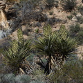 Yucca-schidigera-Mojave-yucca-blooming-Joshua-Tree-NP-2016-03-04-IMG_2871.jpg