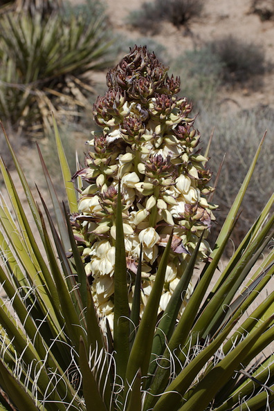 Yucca-schidigera-Mojave-yucca-blooming-Joshua-Tree-NP-2016-03-04-IMG_2873.jpg