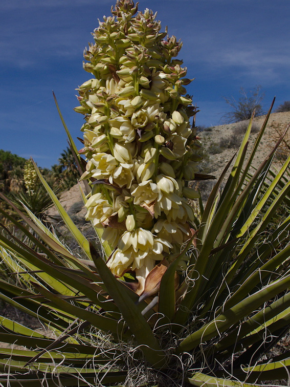 Yucca-schidigera-Mojave-yucca-blooming-Joshua-Tree-NP-2016-03-04-IMG 6519