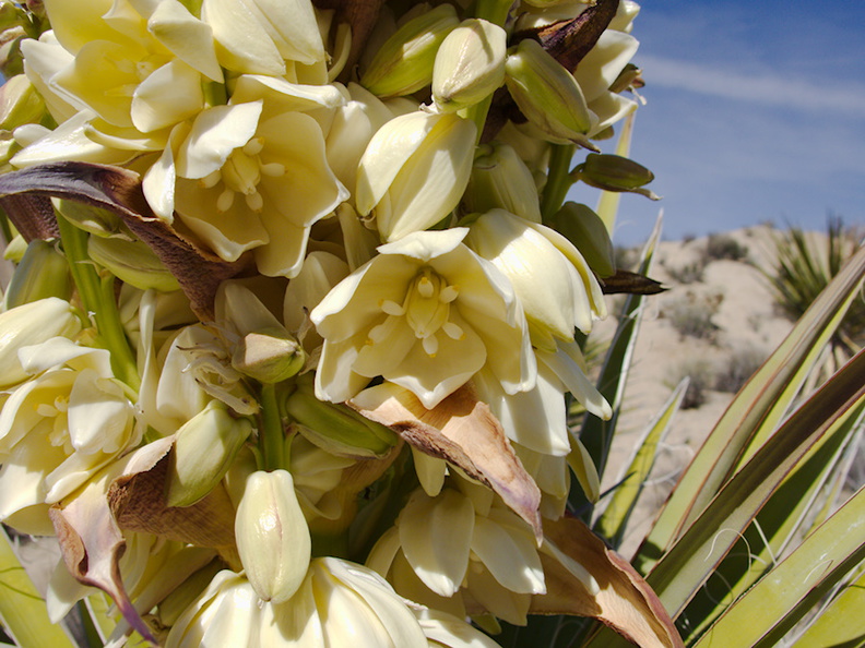 Yucca-schidigera-Mojave-yucca-blooming-Joshua-Tree-NP-2016-03-04-IMG_6521.jpg