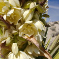 Yucca-schidigera-Mojave-yucca-blooming-Joshua-Tree-NP-2016-03-04-IMG 6521
