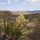 Yucca-schidigera-and-community-at-the-pass-Joshua-Tree-NP-2017-03-25-IMG 7964
