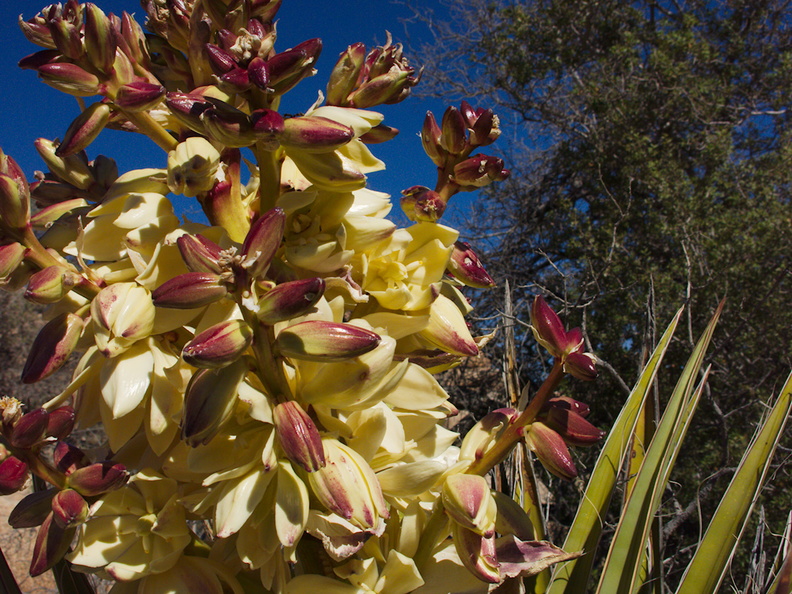 Yucca-schidigera-mojave-yucca-flowering-Hidden-Valley-Joshua-Tree-NP-2017-03-25-IMG 7930