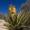 Yucca-schidigera-mojave-yucca-flowering-Hidden-Valley-Joshua-Tree-NP-2017-03-25-IMG 7932