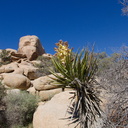 Yucca-schidigera-mojave-yucca-flowering-Hidden-Valley-Joshua-Tree-NP-2017-03-25-IMG 7933