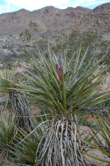 Yucca-schidigera-mojave-yucca-near-Split-Rock-Joshua-Tree-NP-2018-03-15-IMG 3916