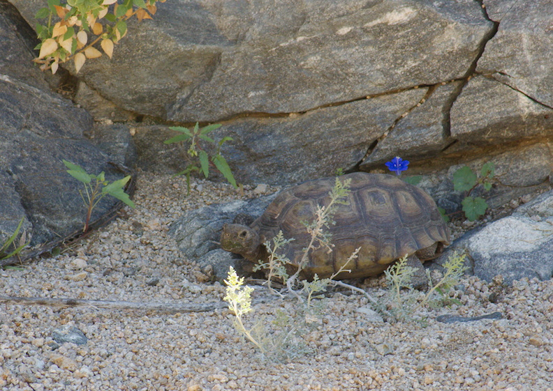 desert-tortoise-Gopherus-agassizii-south-Joshua-Tree-NP-2017-03-24-IMG_7707.jpg