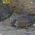 desert-tortoise-Gopherus-agassizii-south-Joshua-Tree-NP-2017-03-24-IMG 7709