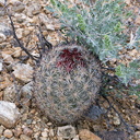 foxtail-cactus-Escobaria-vivipara-now-Coryphantha-alversonii-Joshua-Tree-NP-2017-03-25-IMG 7985