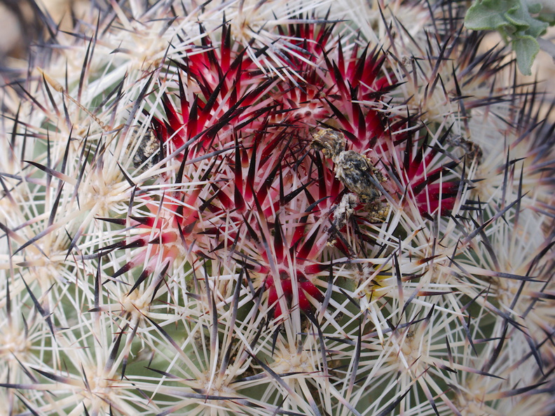 foxtail-cactus-Escobaria-vivipara-now-Coryphantha-alversonii-Joshua-Tree-NP-2017-03-25-IMG 7987