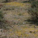 goldfields-carpeting-ground-at-Pinto-Mtn-area-2017-03-15-IMG 3969