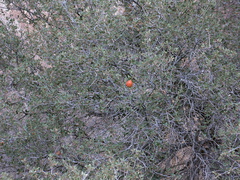 orange-gall-on-desert-scrub-oak-Barker-Dam-trail-Joshua-Tree-NP-2016-03-05-IMG 6597