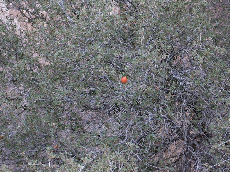 orange-gall-on-desert-scrub-oak-Barker-Dam-trail-Joshua-Tree-NP-2016-03-05-IMG_6597.jpg