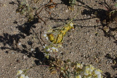 sphingid-caterpillars-Hyles-lineata-Fried-Liver-Wash-Pinto-Basin-Rd-Joshua-Tree-NP-2017-03-16-IMG 7672