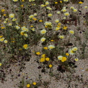 wildflowers-carpeting-wash-scalebud-chia-sage-poppies-Cottonwood-Canyon-Joshua-Tree-NP-2017-03-14-IMG 3826