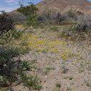 wildflowers-in-wash-near-Pinto-Basin-Rd-S-of-pass-Joshua-Tree-NP-2018-03-15-IMG 7498