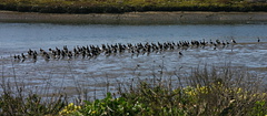 cormorants-bolsa-chica-2008-02-16-img 6128