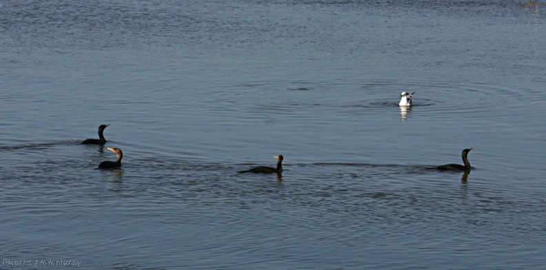 cormorants-double-crested-bolsa-chica-2008-02-16-img_6106.jpg