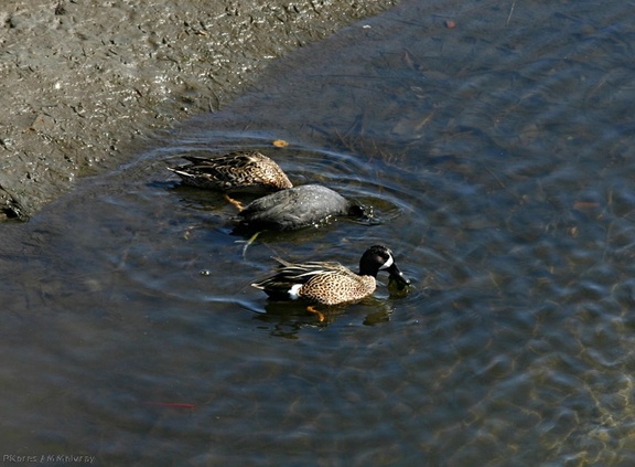 ducks-teal-coot-bolsa-chica-2008-02-16-img 6121
