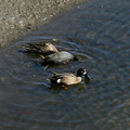 ducks-teal-coot-bolsa-chica-2008-02-16-img 6121
