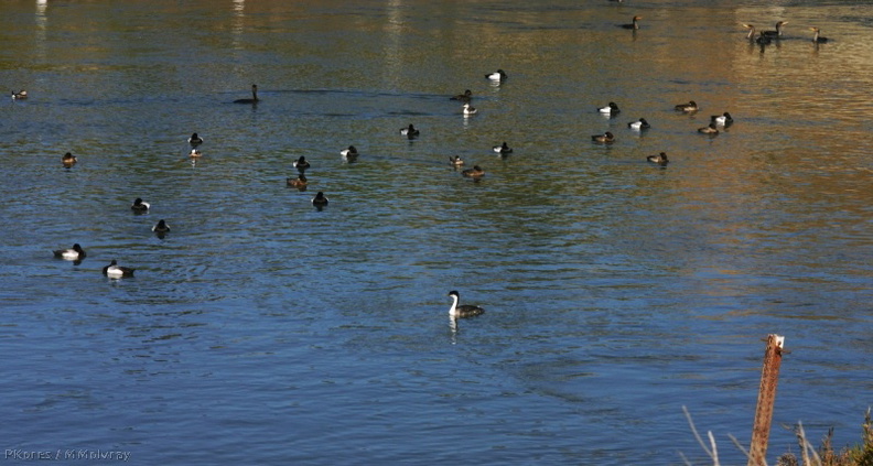 grebe-buffleheads-cormorants-teals-siesta-bolsa-chica-2008-02-16-img_6104.jpg