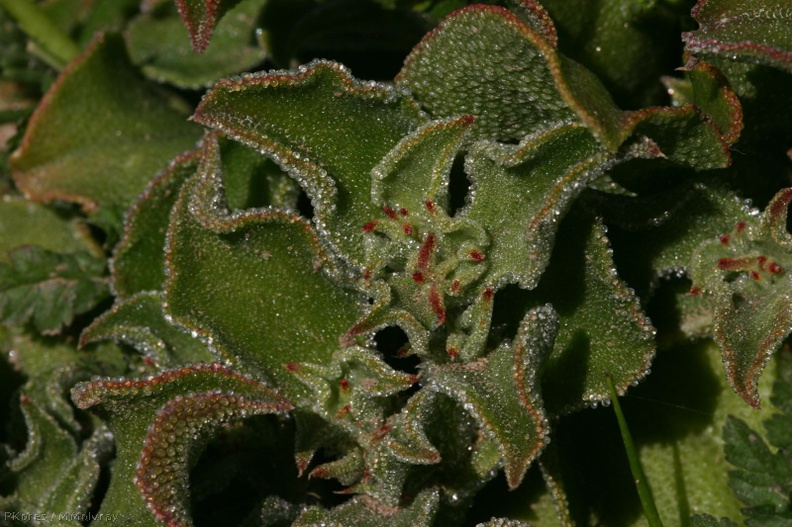mesembryanthemum-crystallinum-ice-plant-bolsa-chica-2008-02-16-img 6139