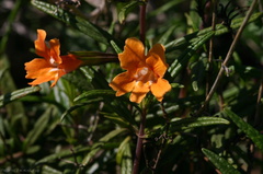mimulus-aurantiacus-monkeyflower-bolsa-chica-2008-02-16-img 6137