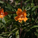 mimulus-aurantiacus-monkeyflower-bolsa-chica-2008-02-16-img 6137