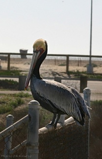 pelican-bolsa-chica-2008-02-16-img 6167