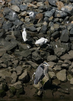 snowy-egrets-great-blue-bolsa-chica-2008-02-16-img 6117