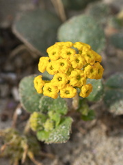 Abronia-latifolia-yellow-sand-verbena-Pfeiffer-Beach-Big-Sur-2012-01-02-IMG 3824