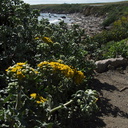 Asteraceae-indet-basking-seals-Seal-Beach-2010-05-19-IMG 5218
