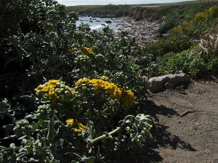 Asteraceae-indet-basking-seals-Seal-Beach-2010-05-19-IMG 5218