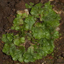 Asterella-sp-thallose-liverwort-Pfeiffer-Falls-Pfeiffer-Big-Sur-2012-01-02-IMG 3808