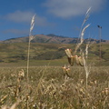Briza-maxima-rattlesnake-grass-Hwy-1-roadside-2009-05-21-IMG 2860