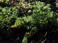 Chara-stonewort-Southern-Redwood-Area-Hwy1-2011-01-01-IMG 0305