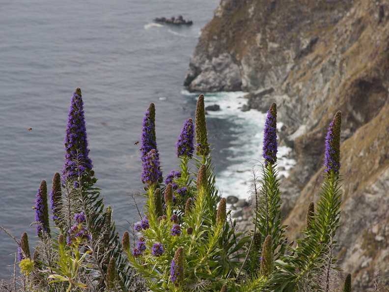 Echium-candicans-pride-of-Madeira-at-condor-beach-pullout-PCH-2013-03-02-IMG 0175