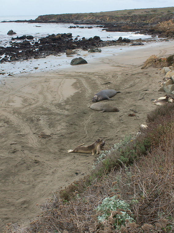 Elephant-Seal-Beach-2012-12-15-IMG 6962