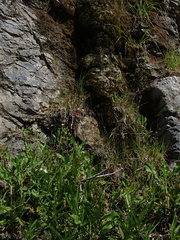 Epipactis-gigantea-Hwy-1-roadside-2009-05-21-IMG 2889