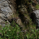 Epipactis-gigantea-Hwy-1-roadside-2009-05-21-IMG 2889