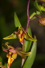 Epipactis-gigantea-stream-orchid-Central-Coast-PCH-2010-05-19-IMG 0737