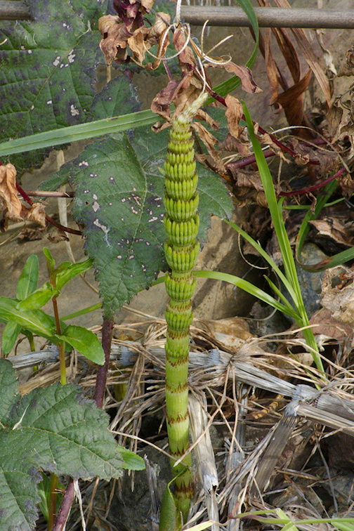 Equisetum-telmateia-giant-horsetail-at-stream-orchid-location-PCH-2013-03-02-IMG 0191