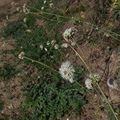 Eriogonum-sp-reed-stemmed-Oak-Grove-trail-Pfeiffer-Big-Sur-2011-01-03-IMG_0393.jpg