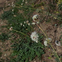 Eriogonum-sp-reed-stemmed-Oak-Grove-trail-Pfeiffer-Big-Sur-2011-01-03-IMG 0393