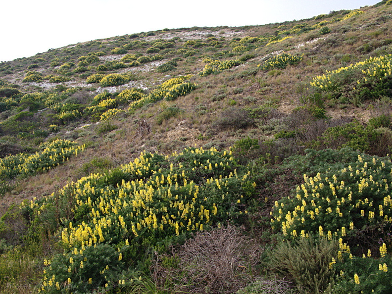 Lupinus-arboreus-bush-lupine-Hwy-1-hillsides-2009-05-21-IMG_2919.jpg