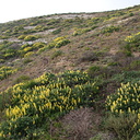 Lupinus-arboreus-bush-lupine-Hwy-1-hillsides-2009-05-21-IMG 2919
